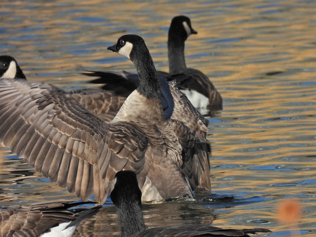 Cackling Goose - ML645741678