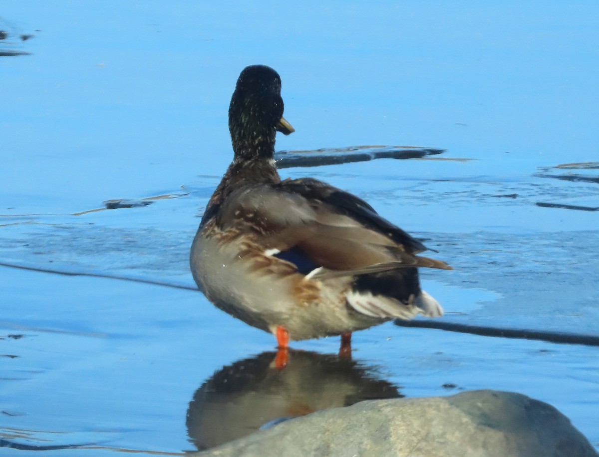 Mallard - ML645741681