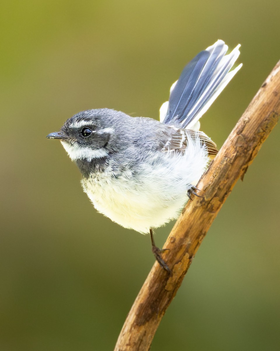 Gray Fantail - ML645741683