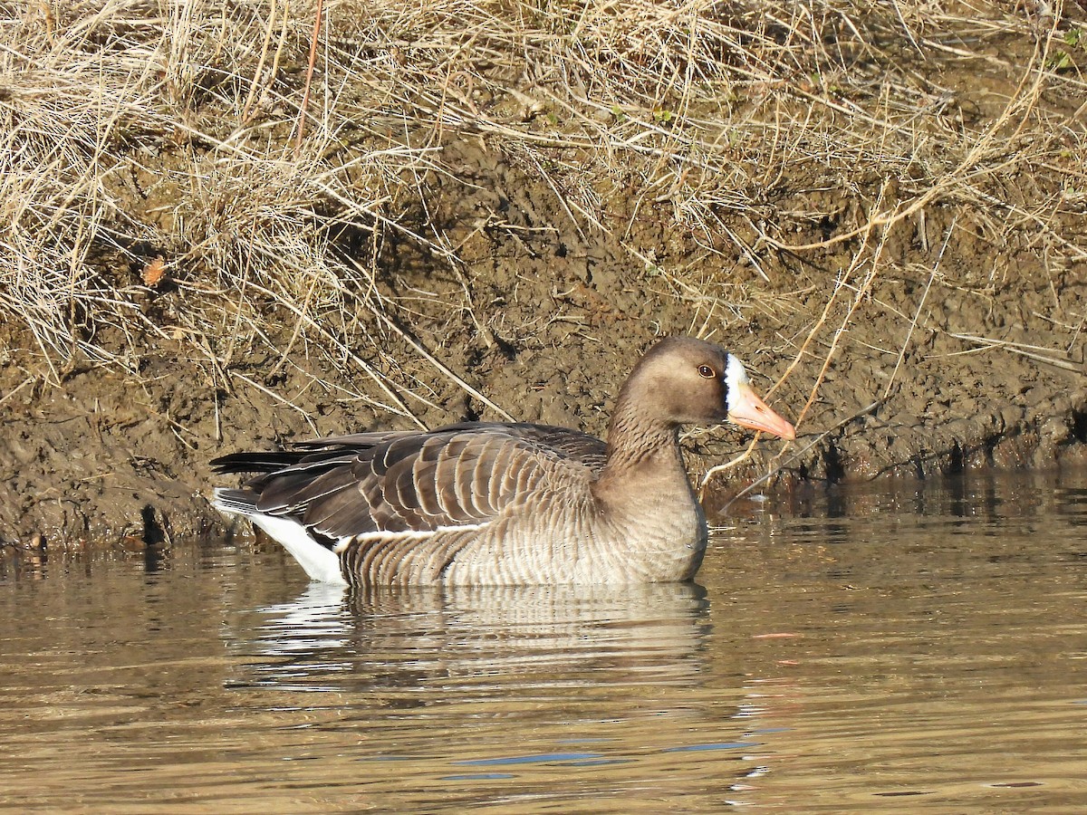 Greater White-fronted Goose - ML645741685
