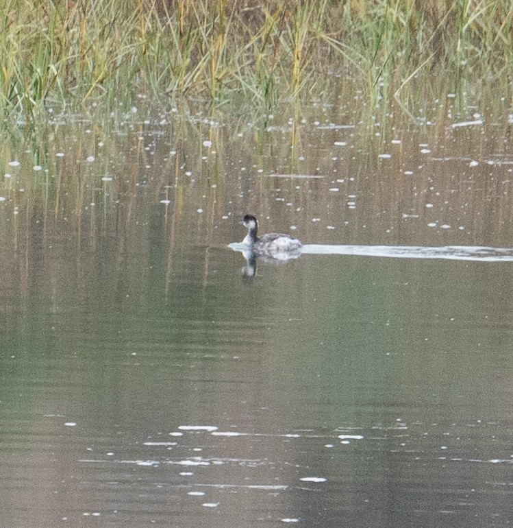 Eared Grebe - ML645741686