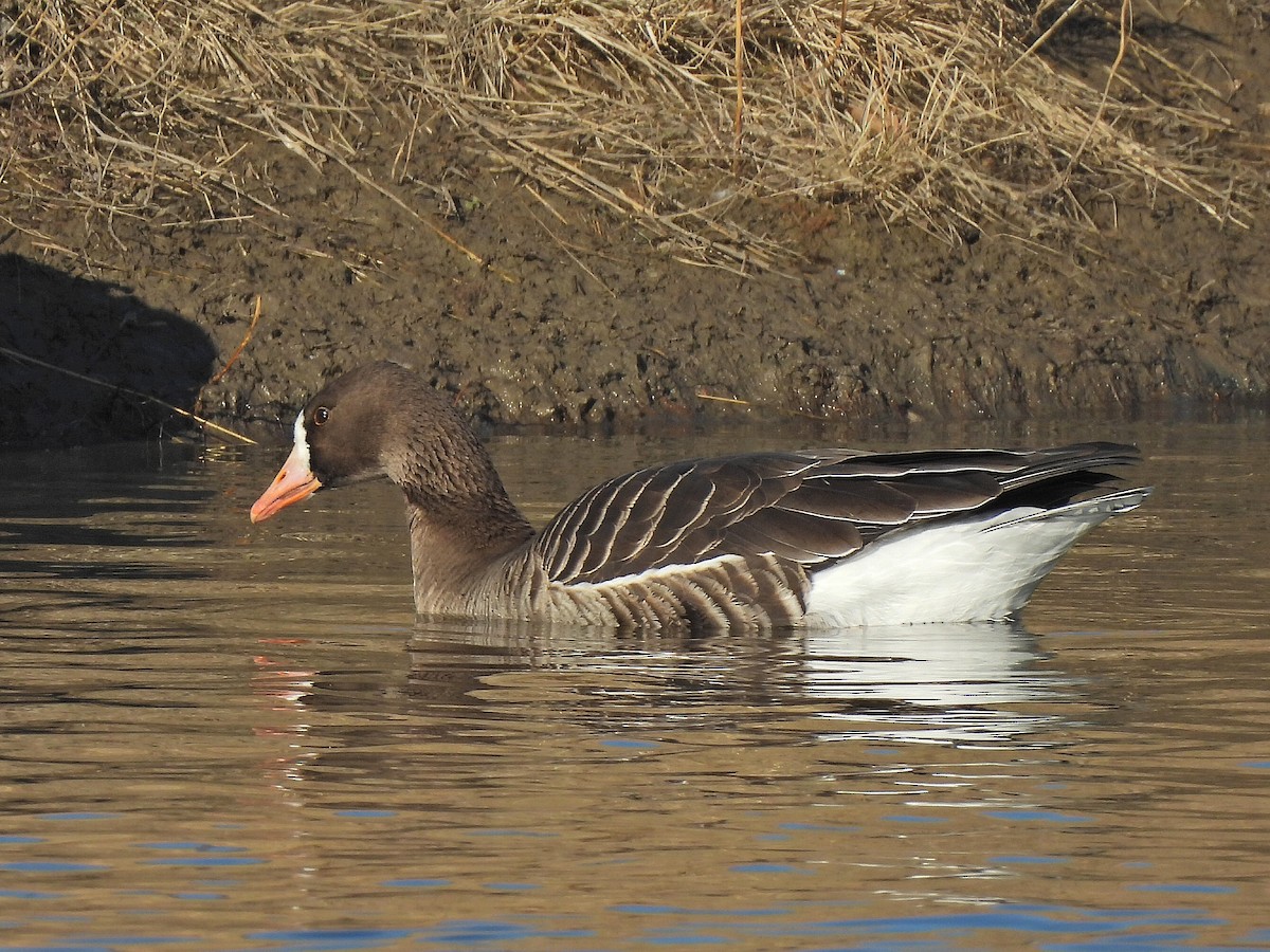 Greater White-fronted Goose - ML645741689
