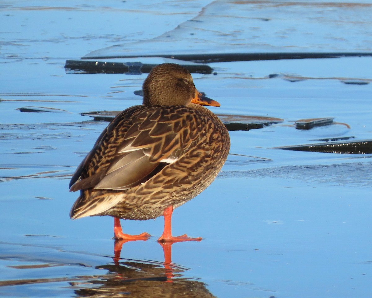 Mallard - ML645741692