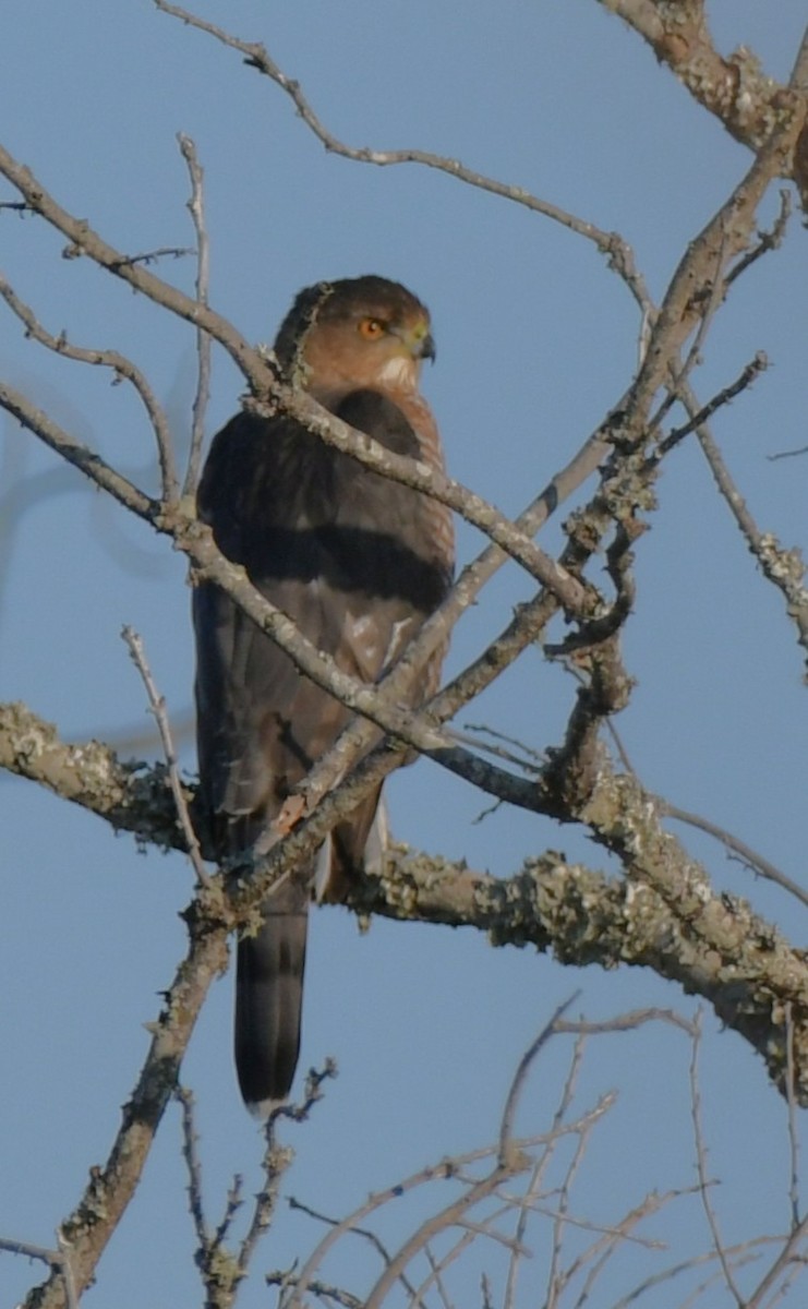 Cooper's Hawk - ML645741695