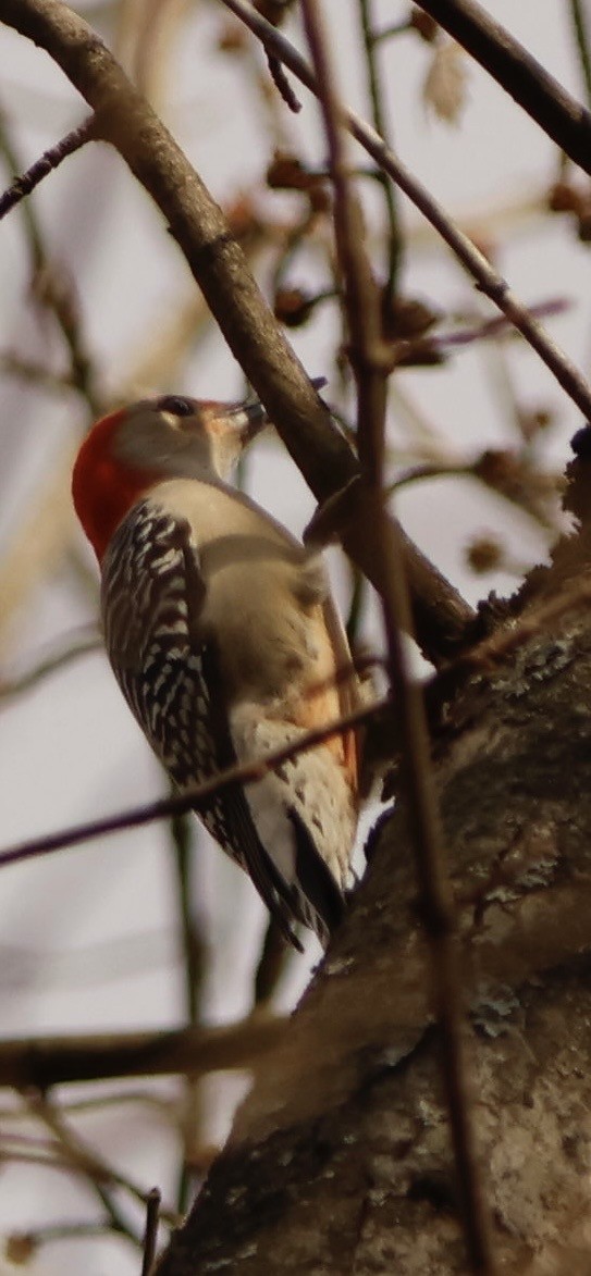 Red-bellied Woodpecker - ML645741697