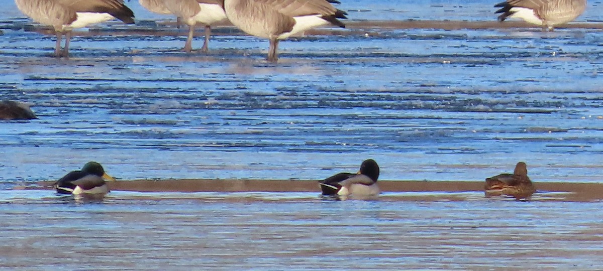 Mallard - ML645741698