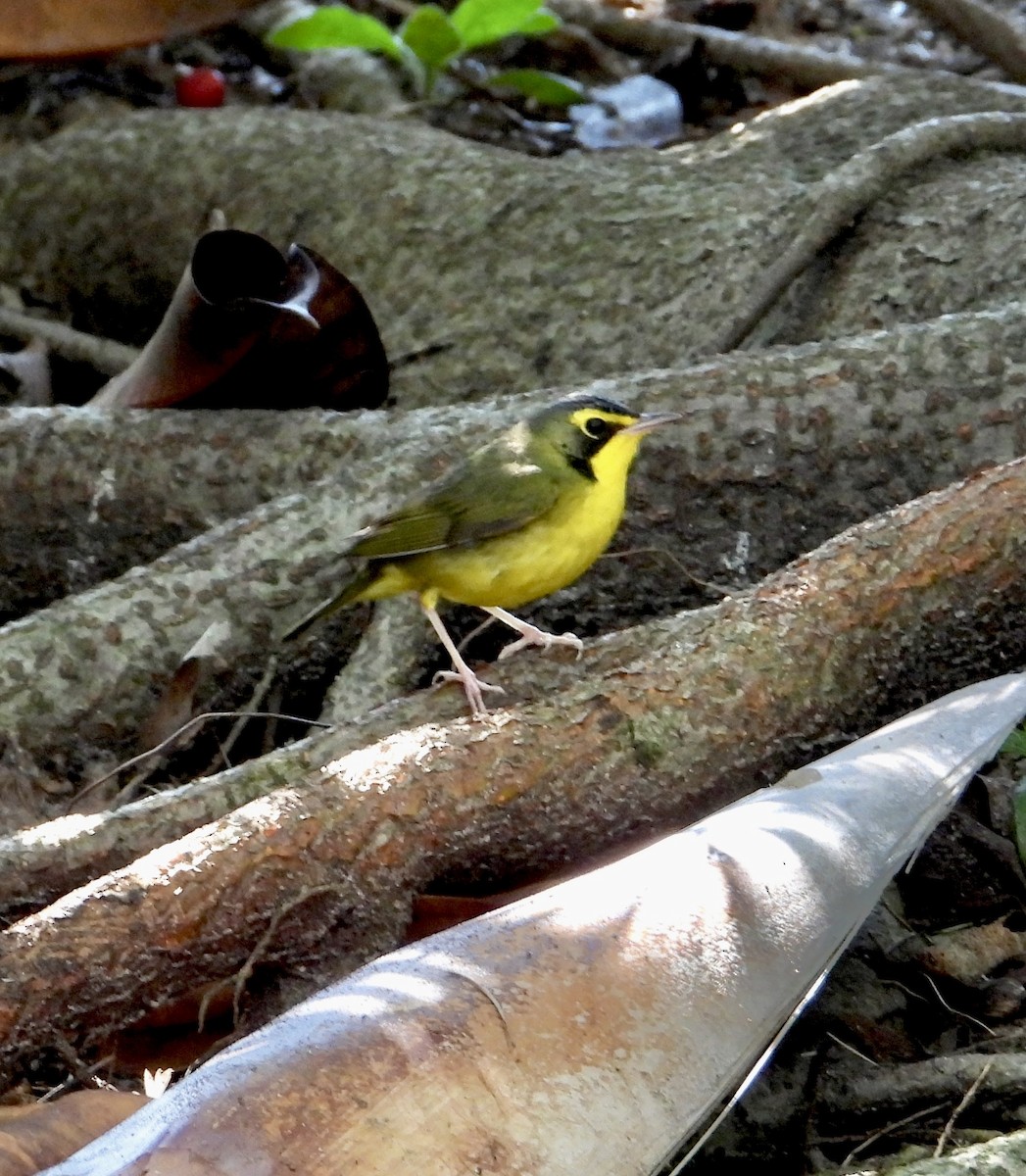 Kentucky Warbler - ML645741707