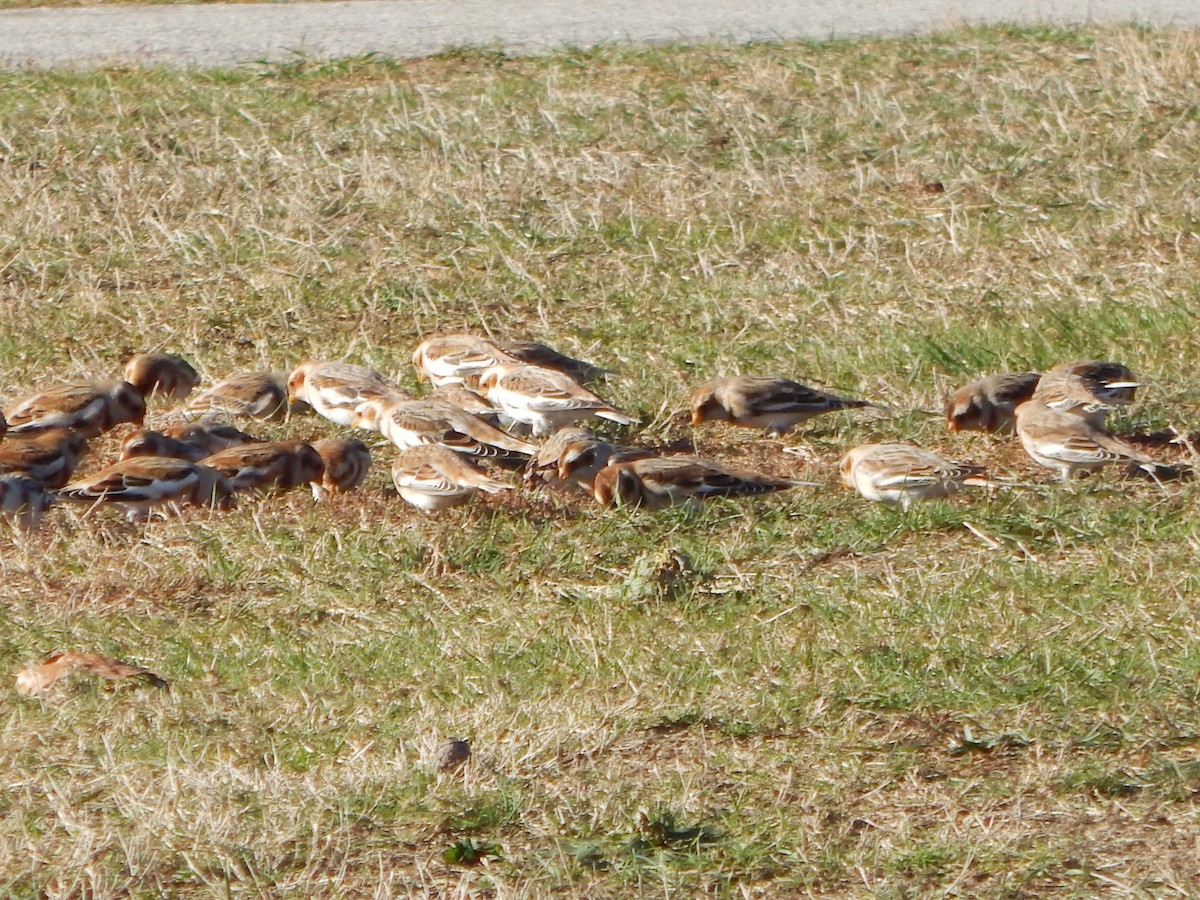 Snow Bunting - ML645741714