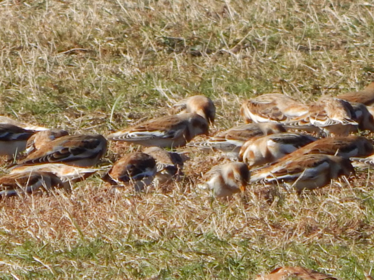 Snow Bunting - ML645741715