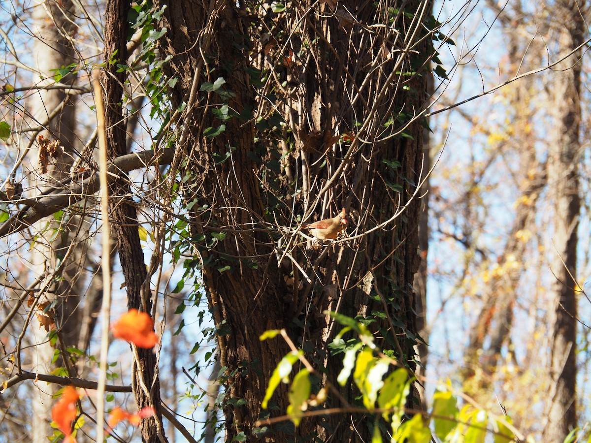 Northern Cardinal - ML645741717
