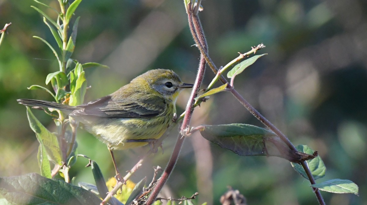 Prairie Warbler - ML645741719