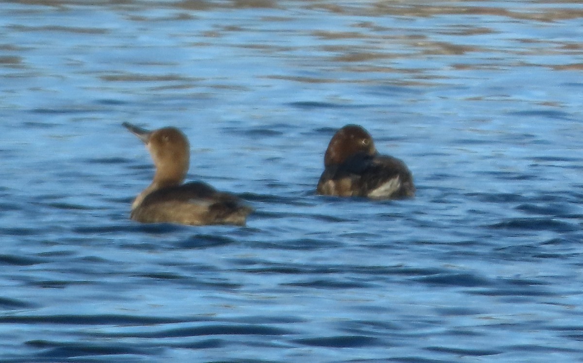 Redhead - ML645741721