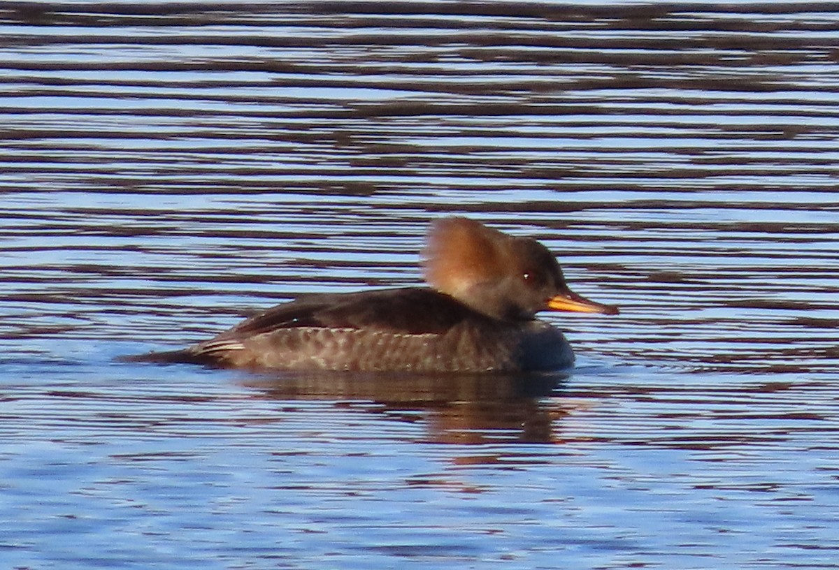Hooded Merganser - ML645741726