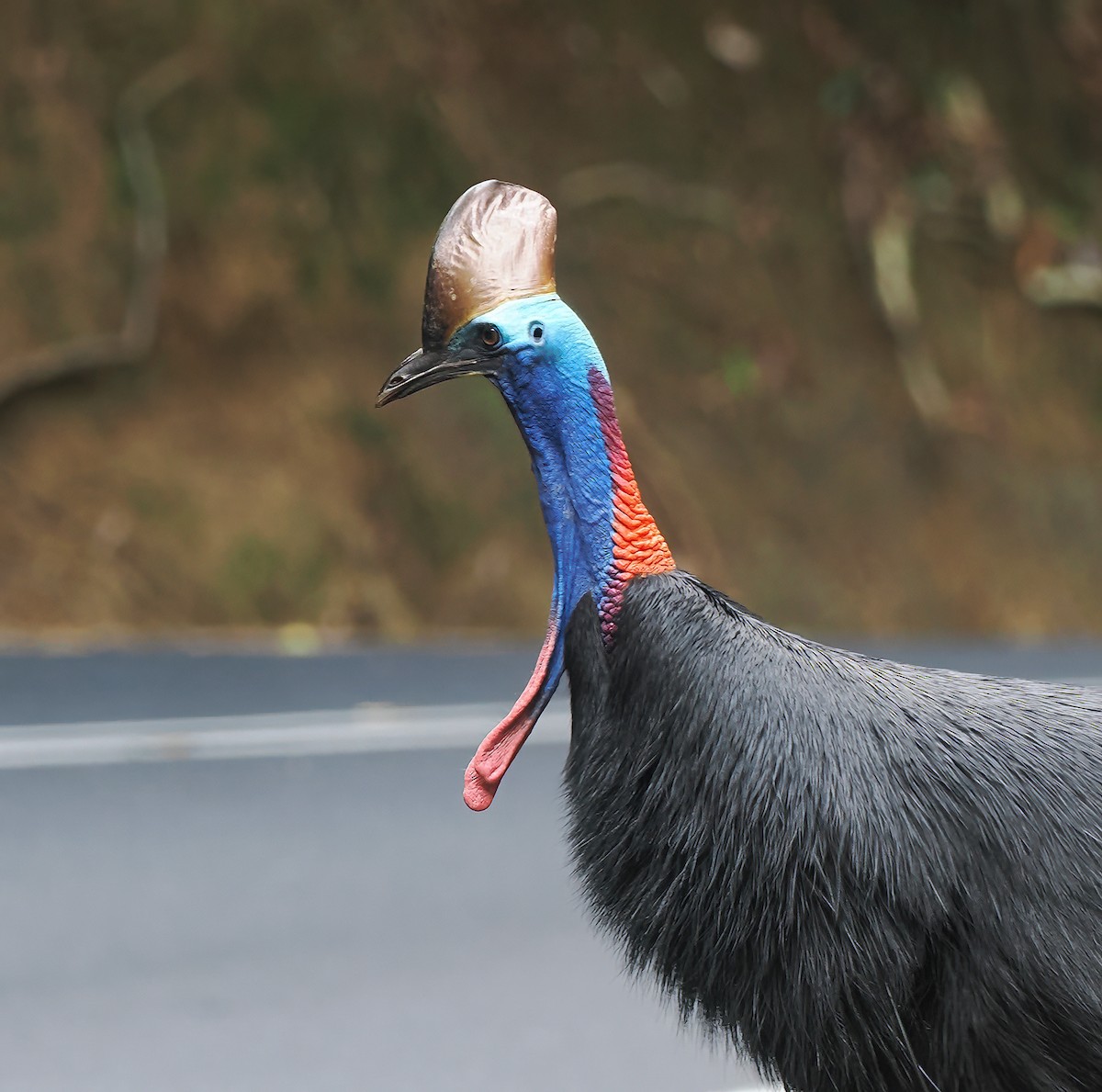 Southern Cassowary - ML645741728