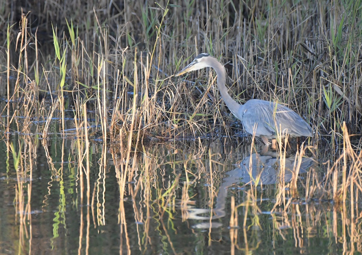 Great Blue Heron - ML645741736