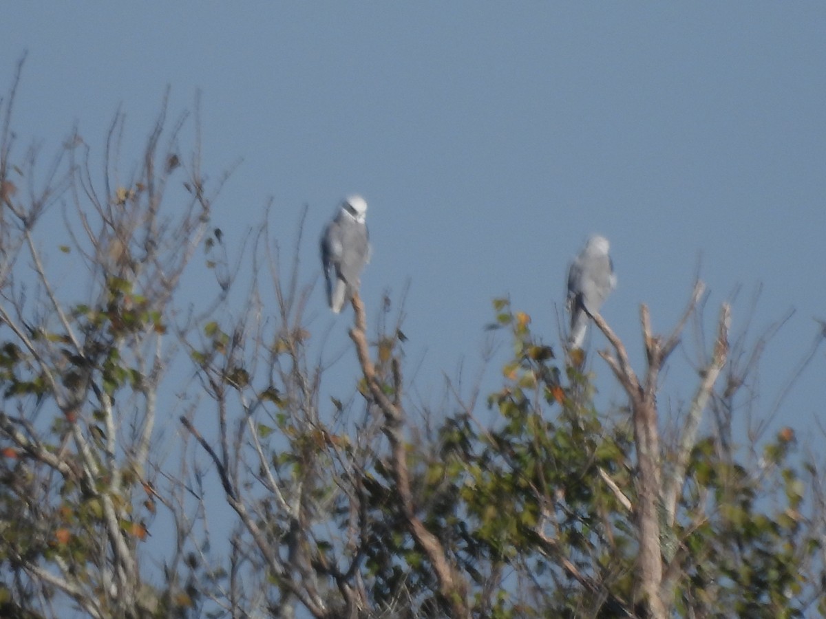 White-tailed Kite - ML645741738