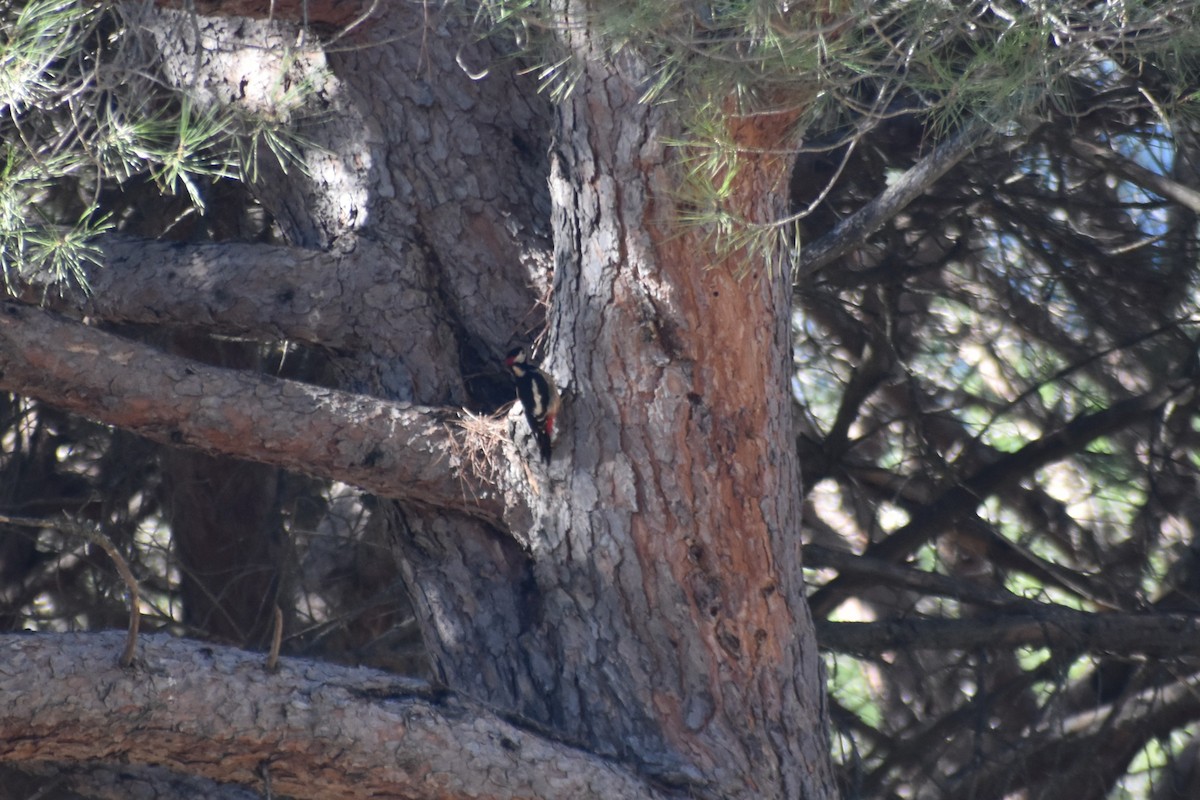 Алаг тоншуул - ML645741739