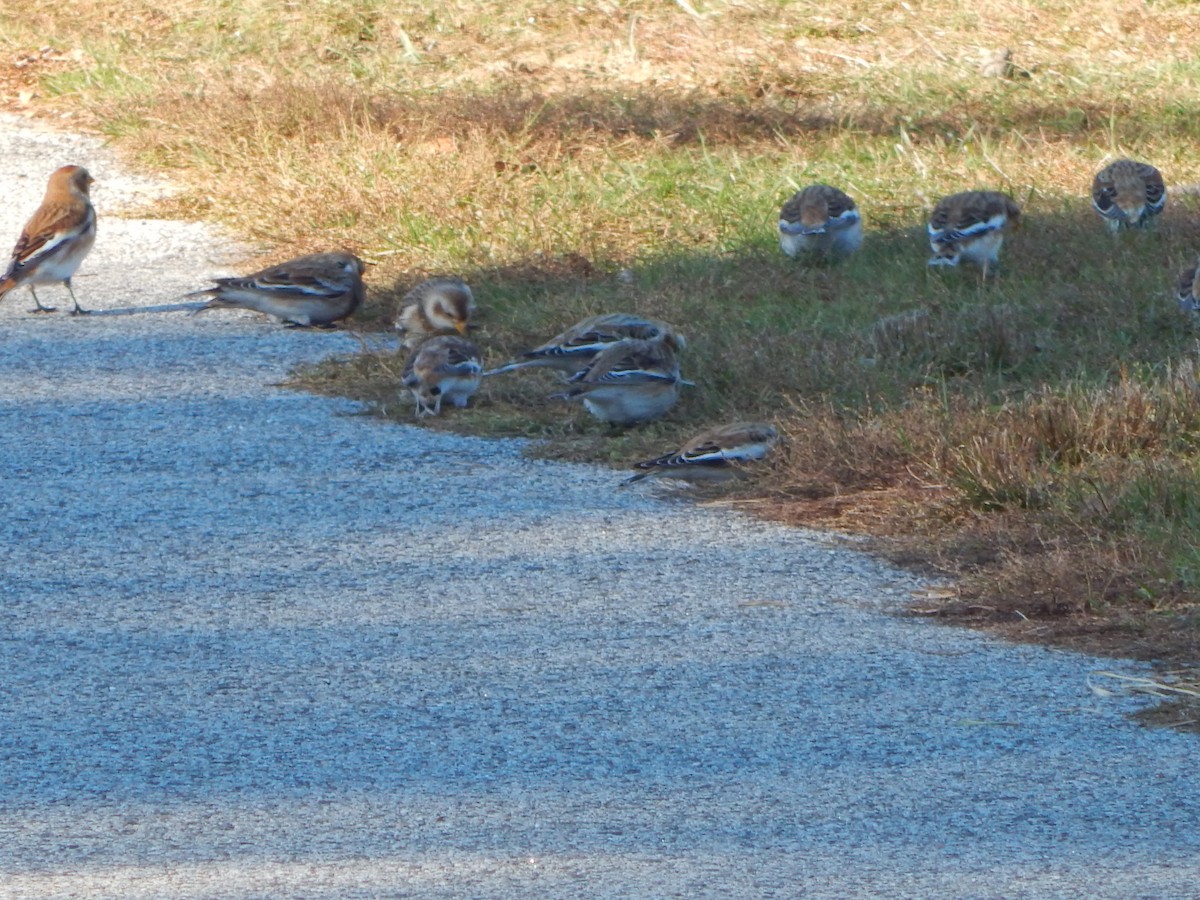 Snow Bunting - ML645741740