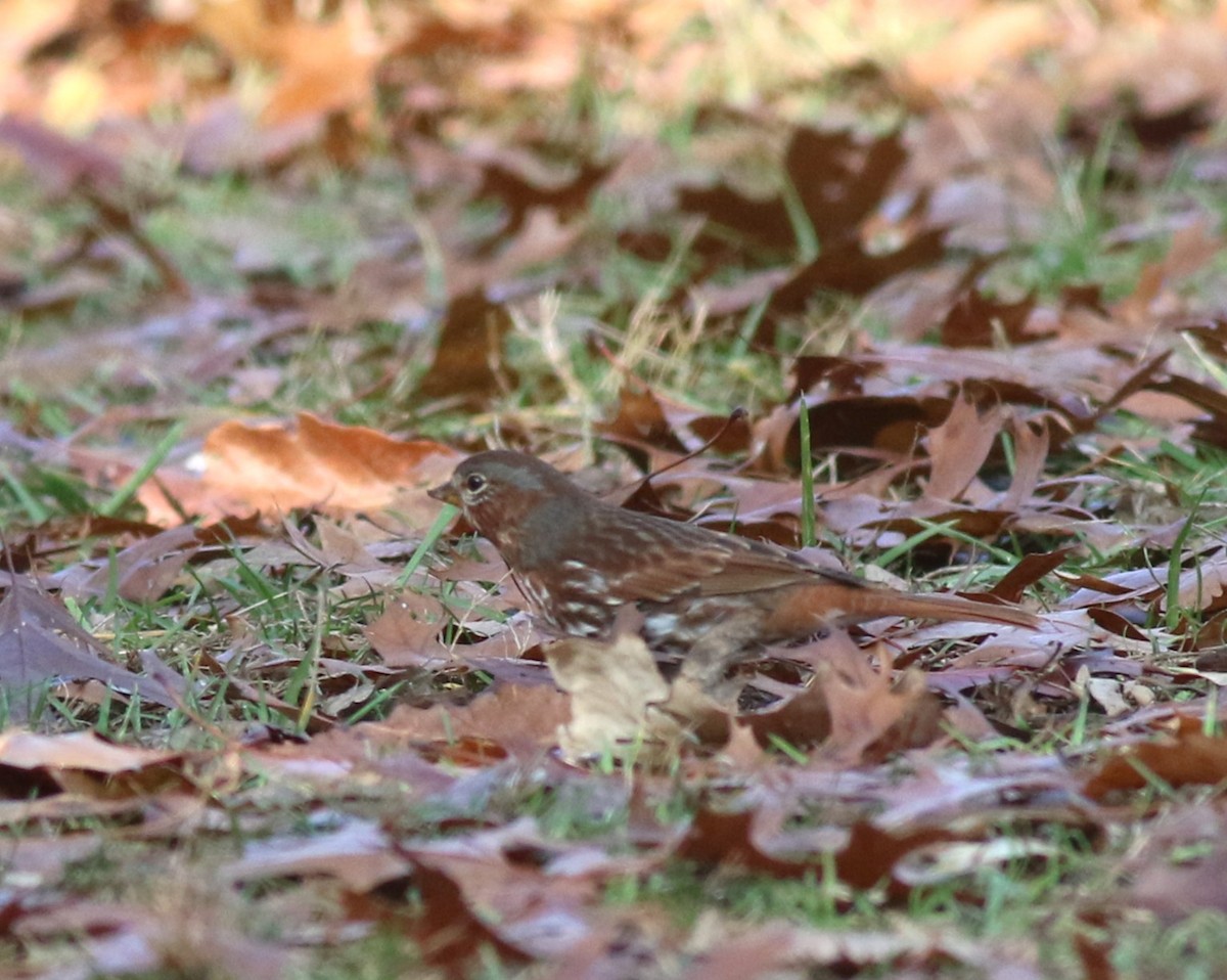 Fox Sparrow - ML645741746