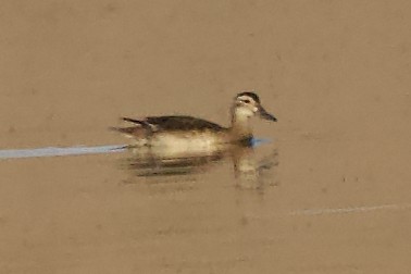 Чирок-трескунок - ML645741747