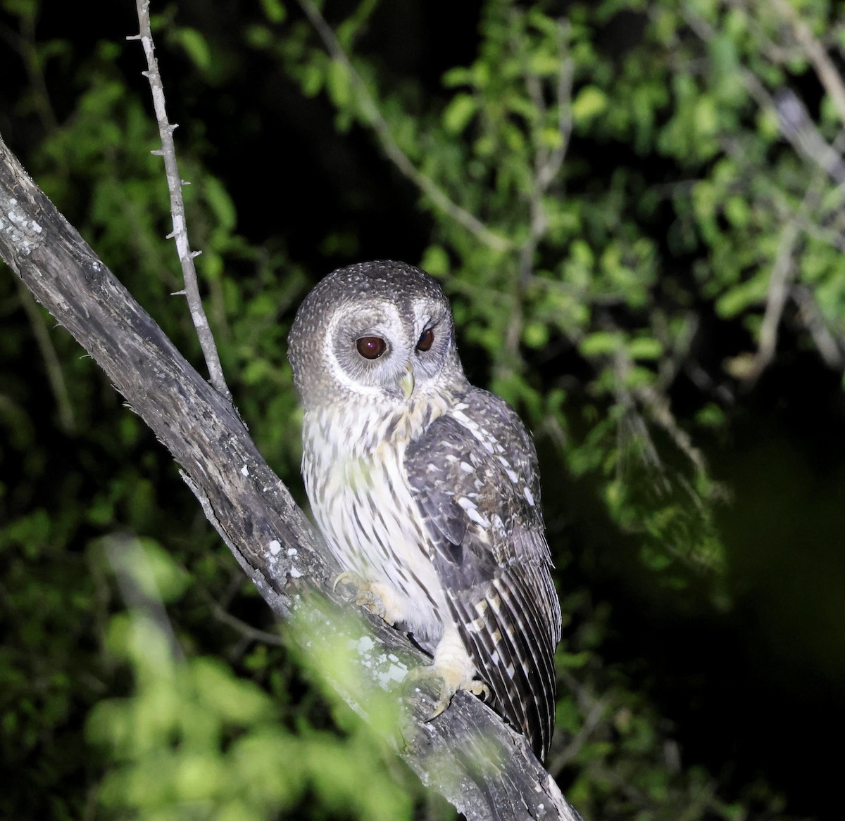 Mottled Owl - ML645741748