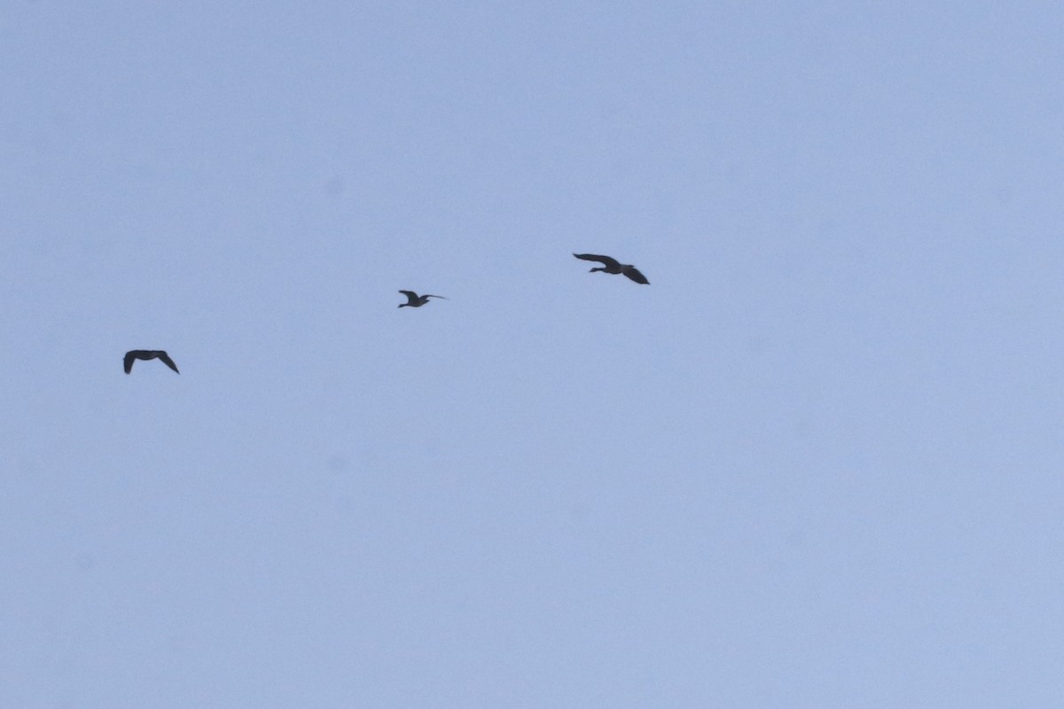 Cackling Goose - ML645741750