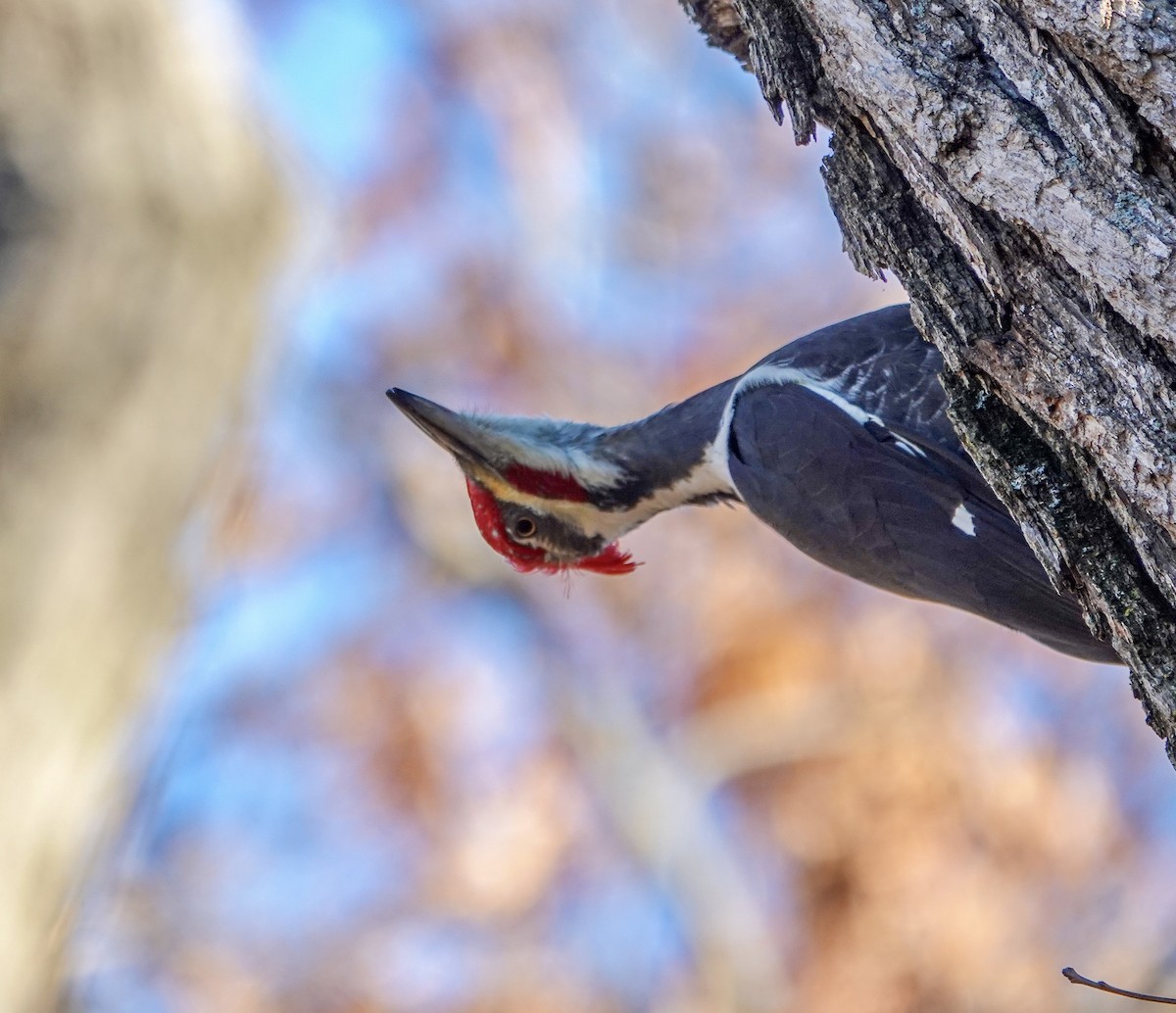 Pileated Woodpecker - ML645741769