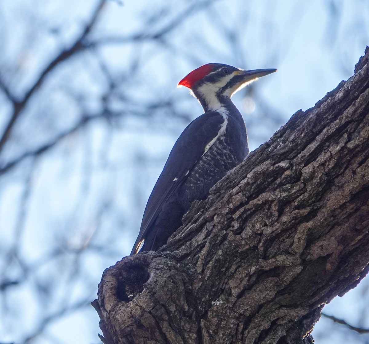 Pileated Woodpecker - ML645741773