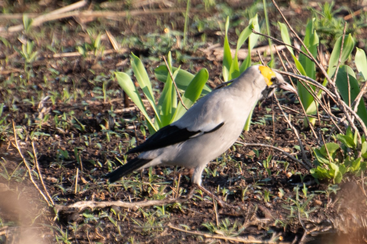 Wattled Starling - ML645741775
