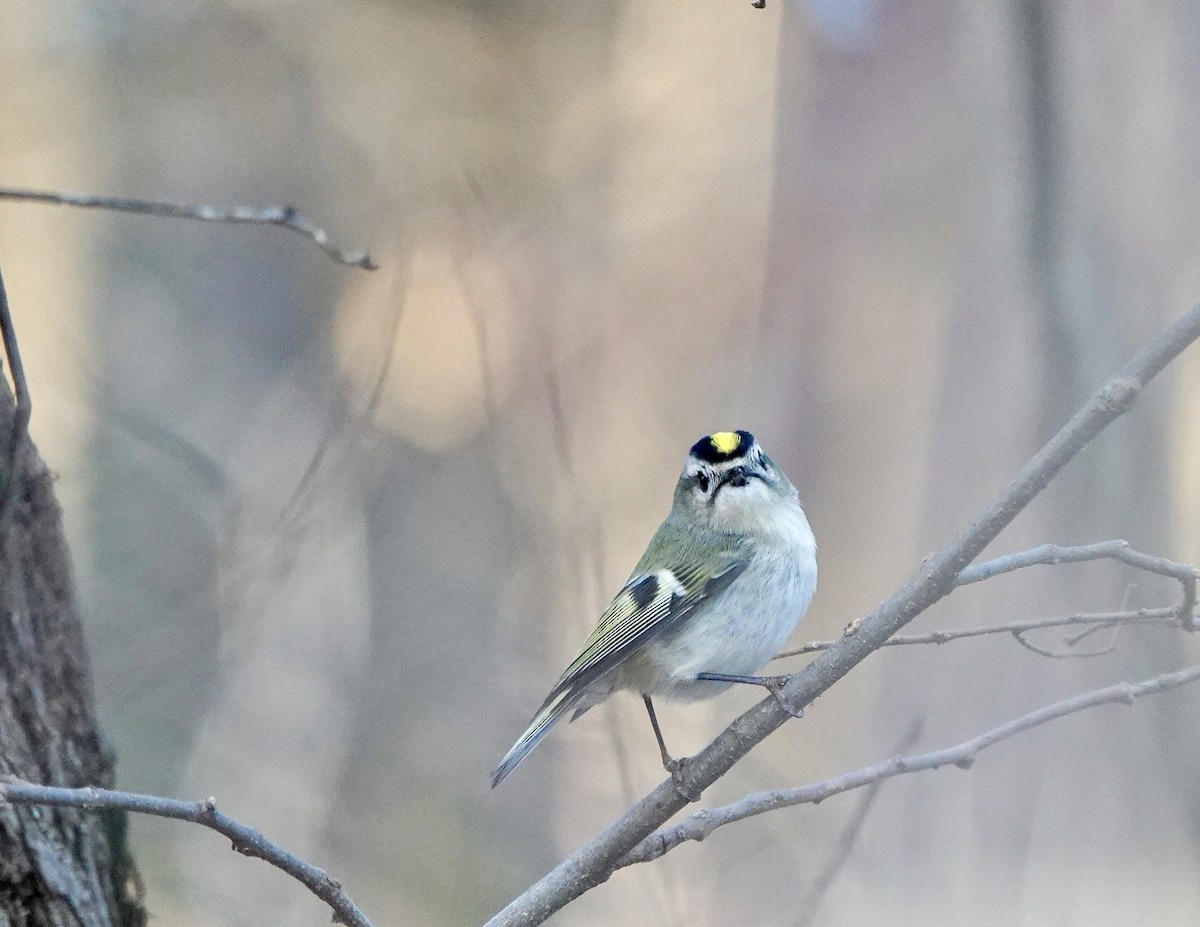 Golden-crowned Kinglet - ML645741777