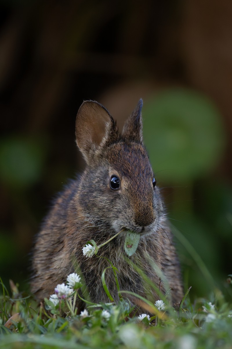 Animals - ML645741778