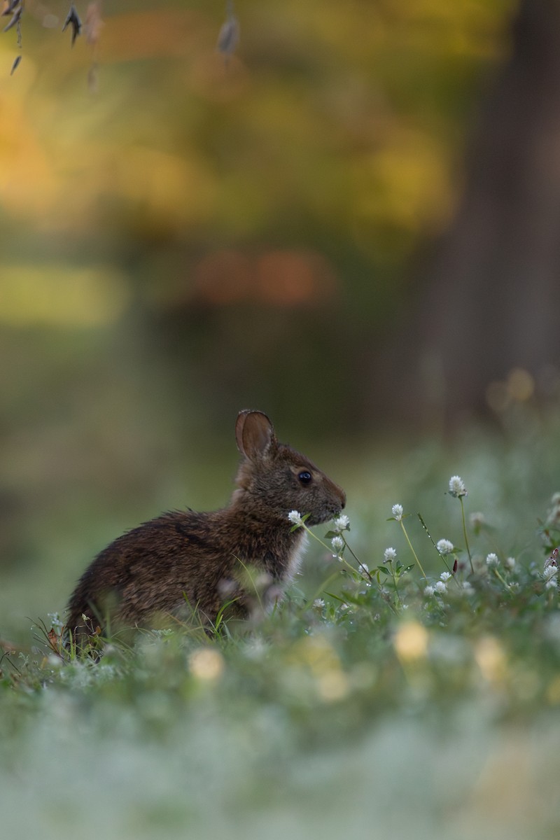 Animals - ML645741779