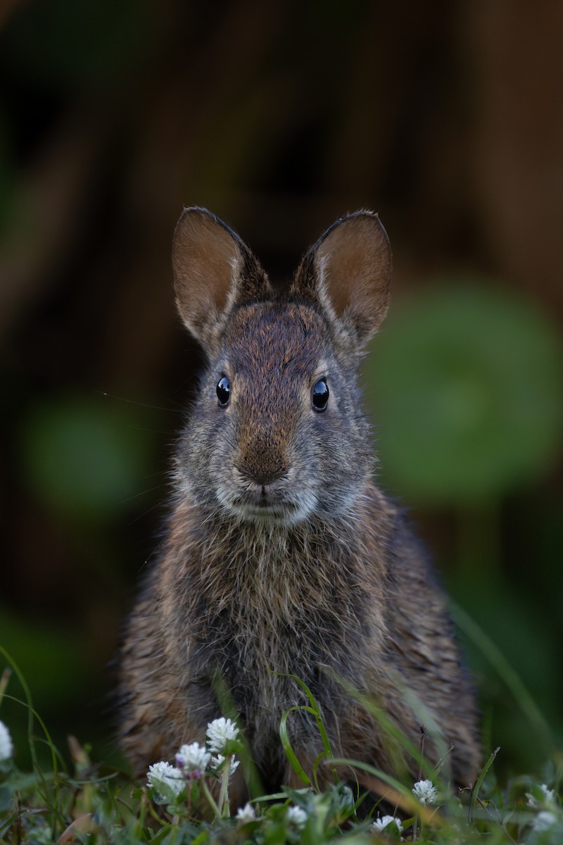 Animals - ML645741780