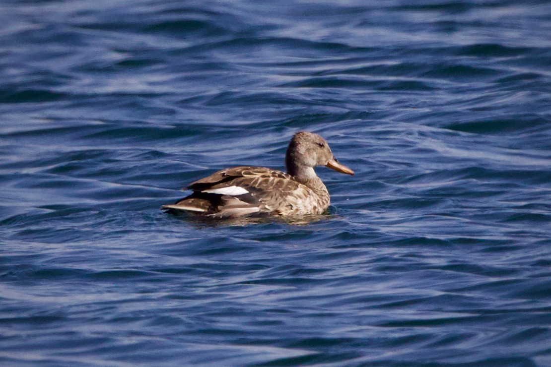 Серая утка - ML645741781