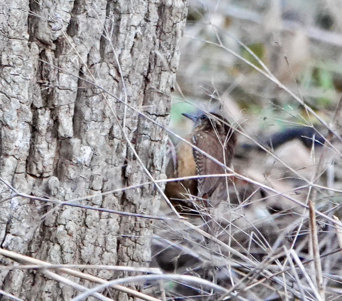 Carolina Wren - ML645741783
