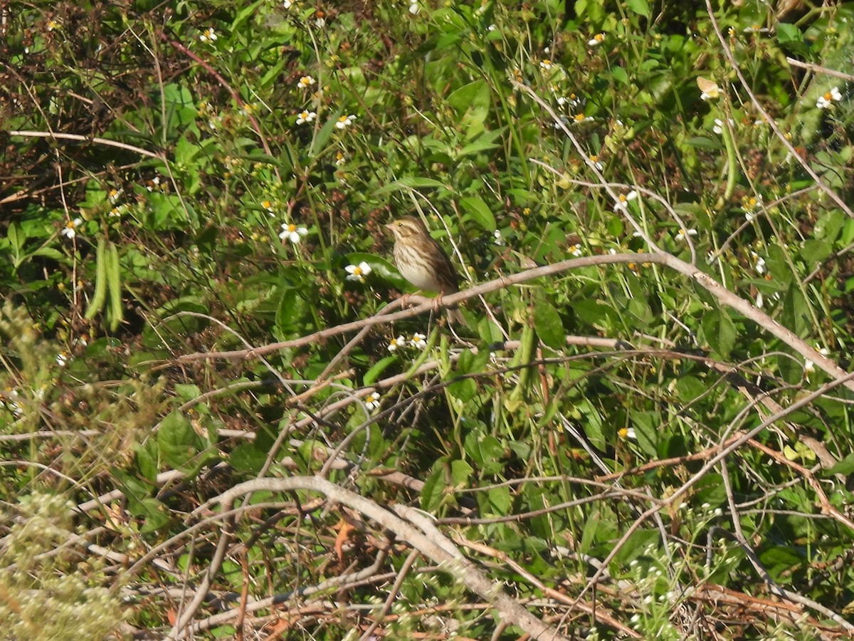 Savannah Sparrow - ML645741784