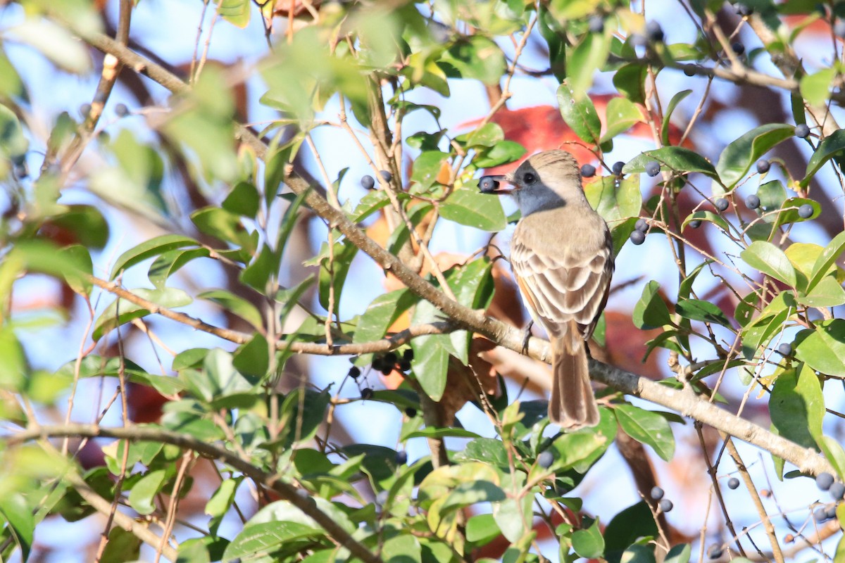 Ash-throated Flycatcher - ML645741787