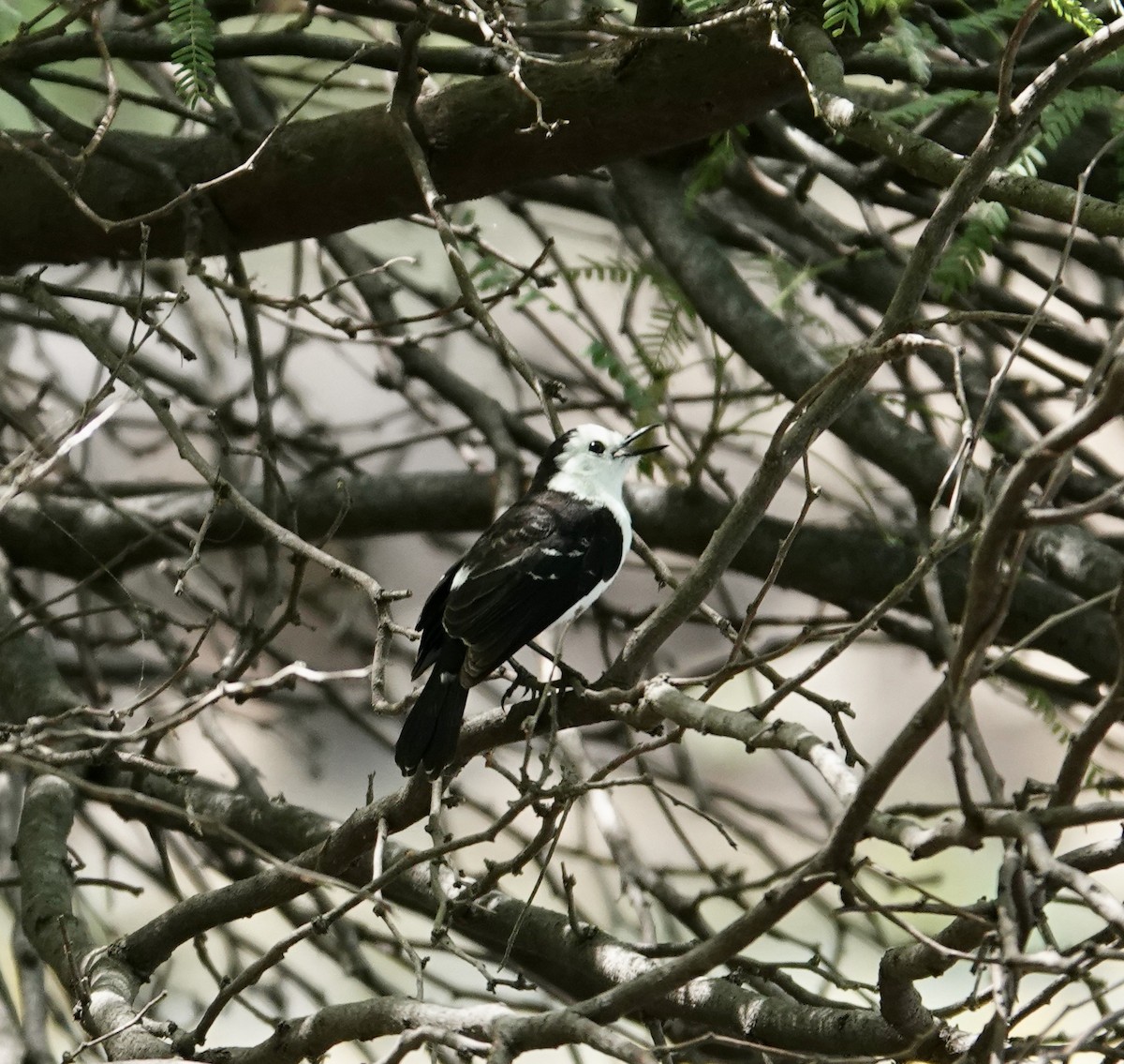 Black-backed Water-Tyrant - ML645741790