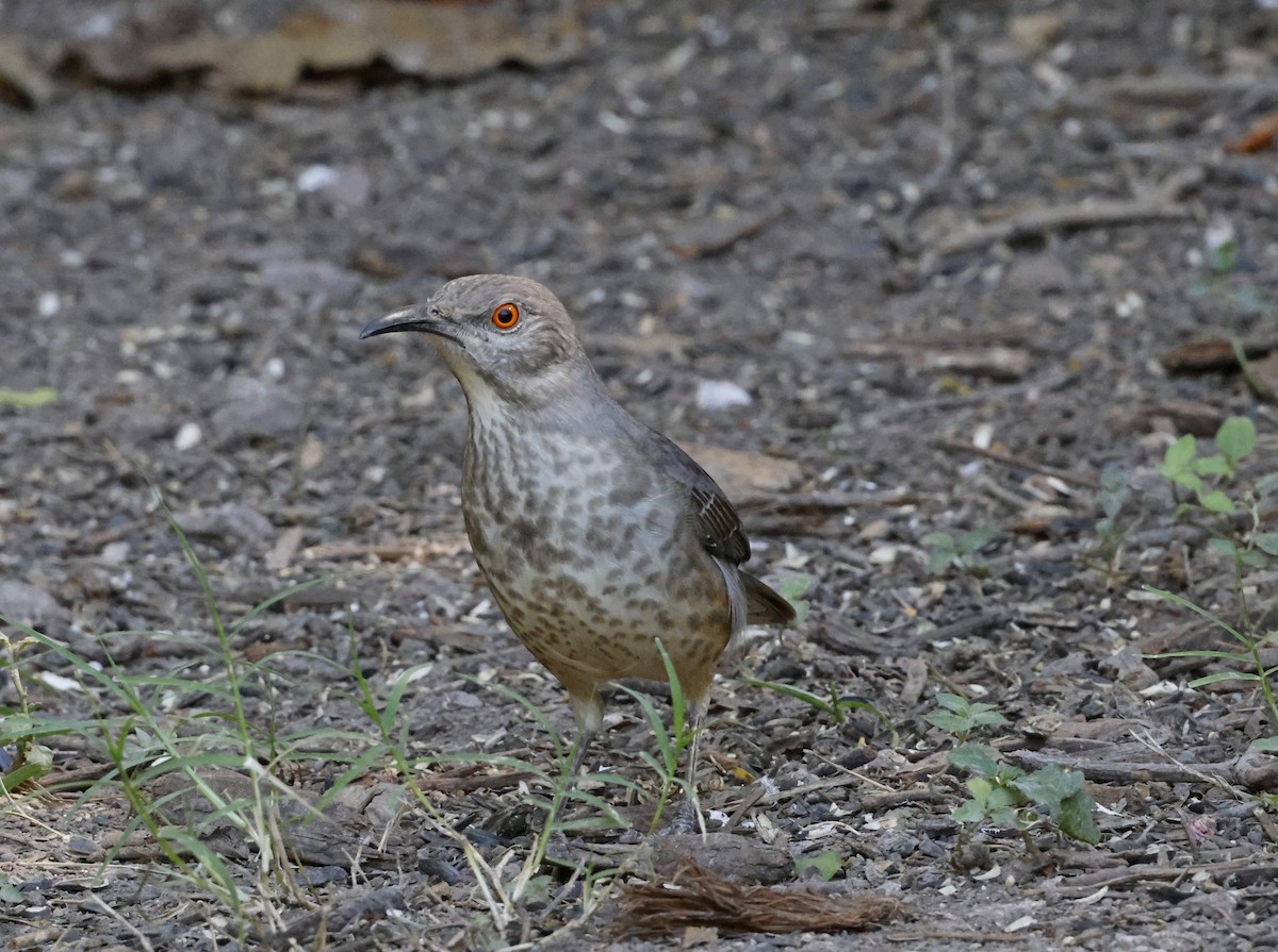 Curve-billed Thrasher - ML645741792