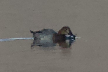 Красноголовый нырок - ML645741794