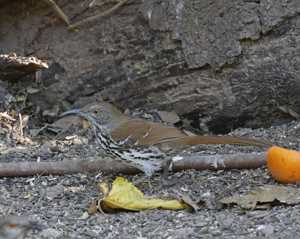 Long-billed Thrasher - ML645741798