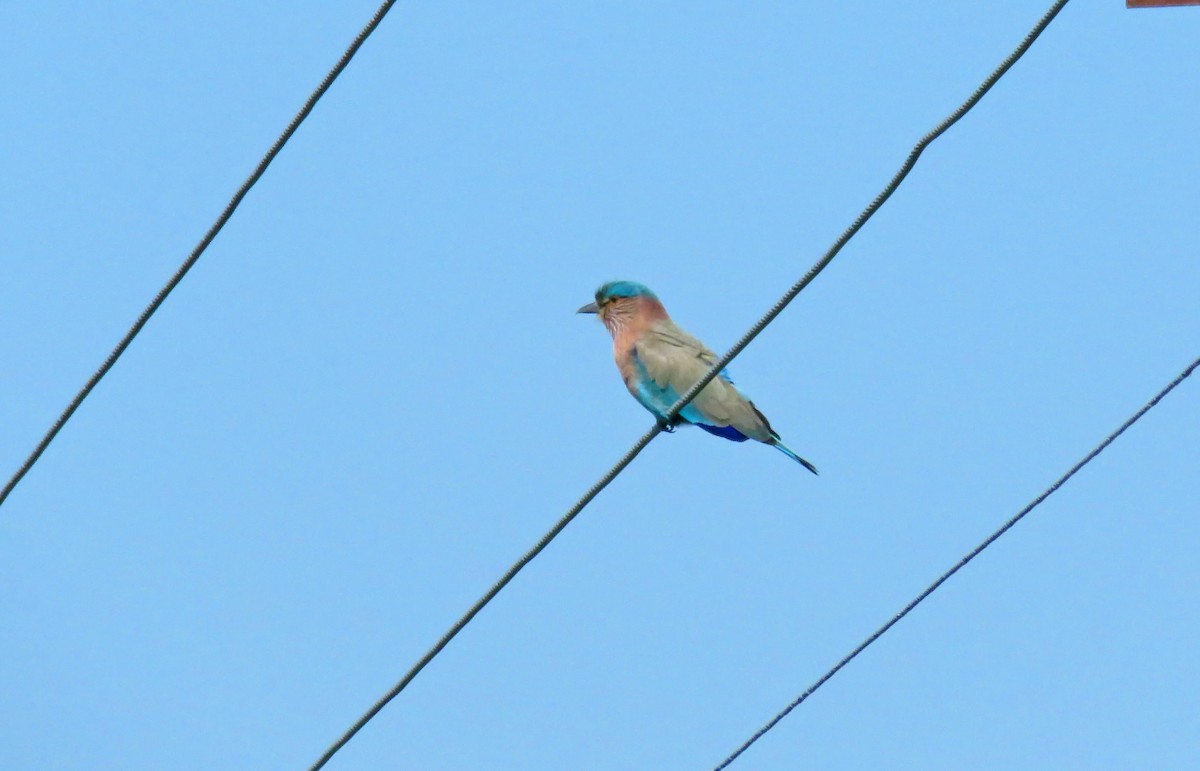 Hint Gökkuzgunu - ML645741801