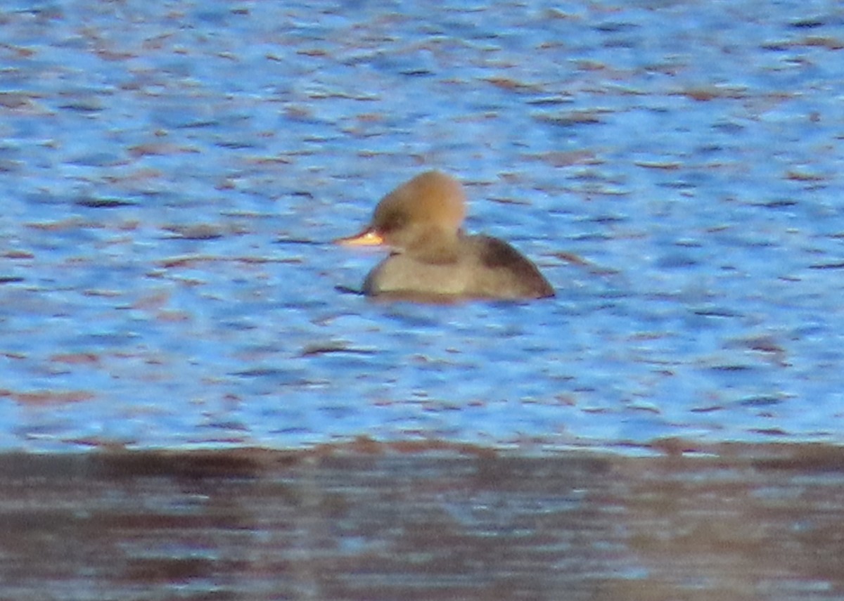 Hooded Merganser - ML645741804