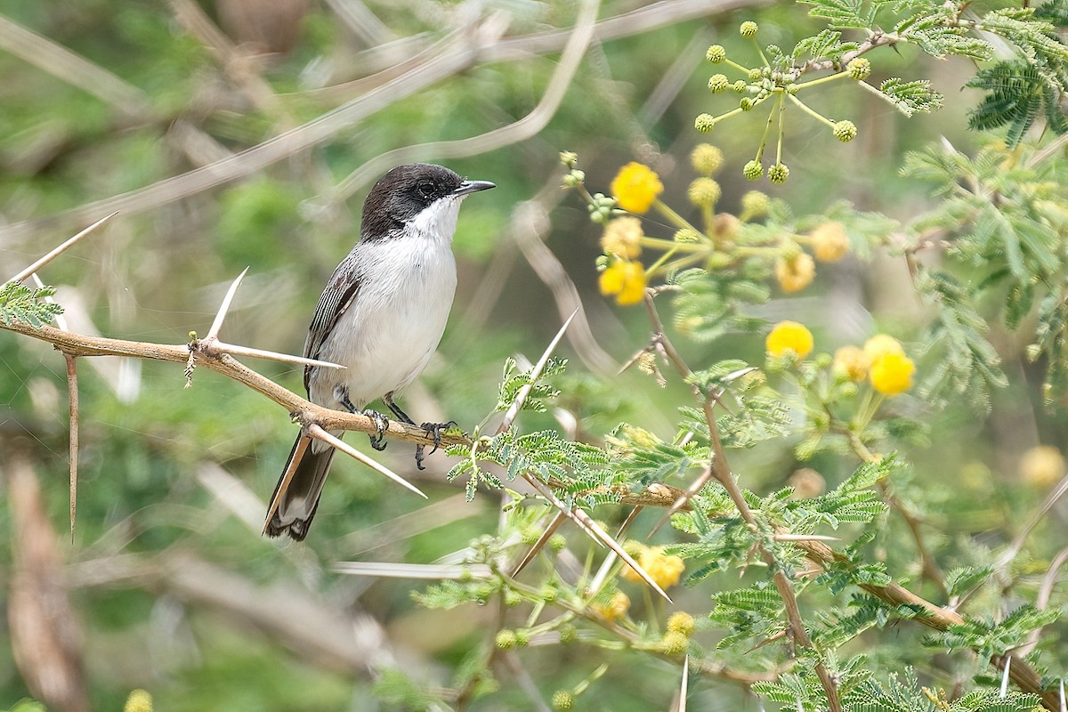 Arabian Warbler - ML645741806