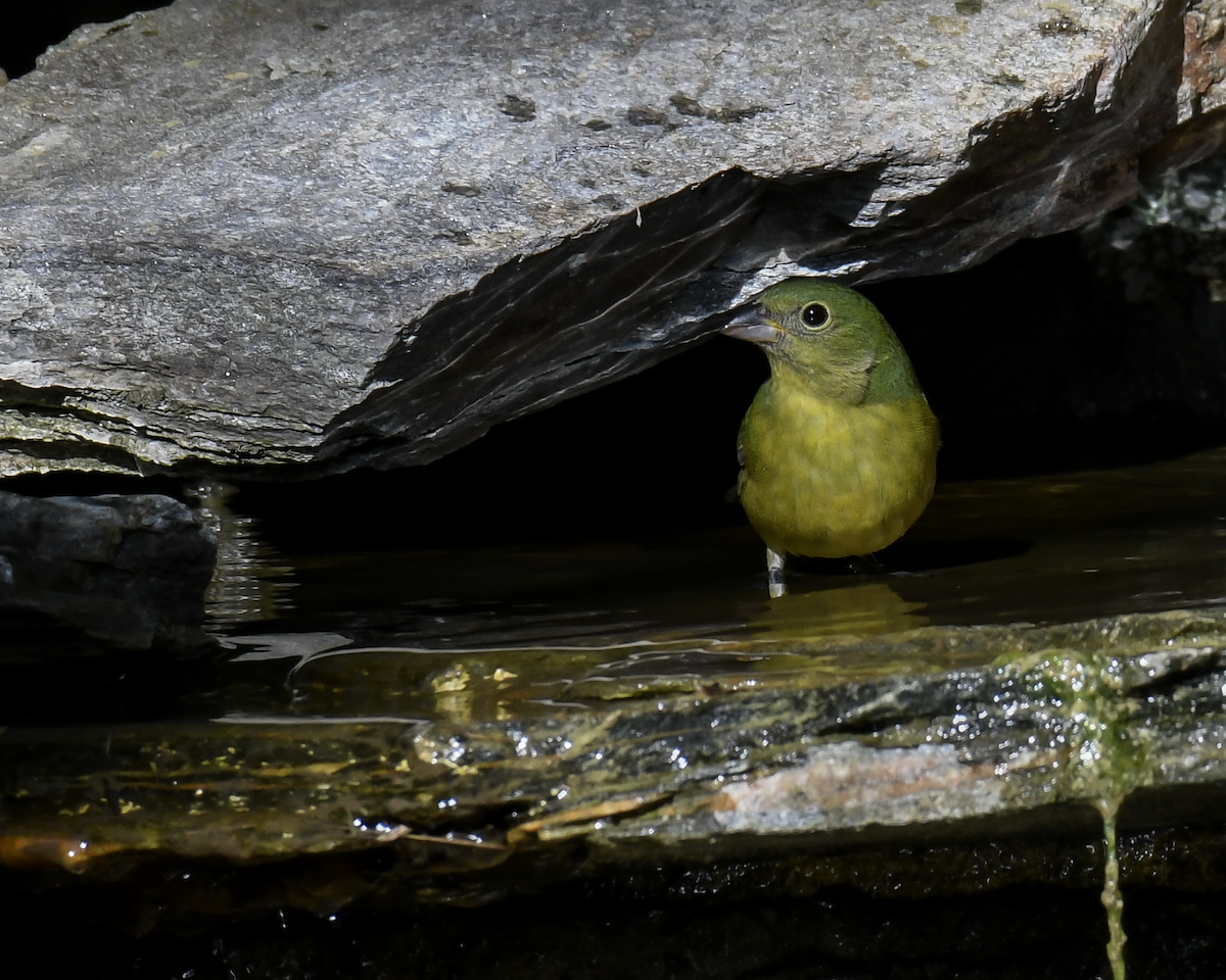Painted Bunting - ML645741812