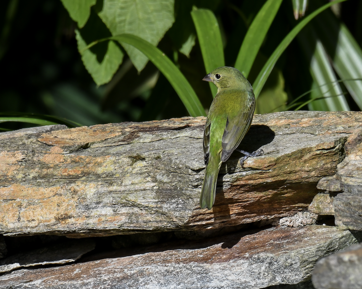 Painted Bunting - ML645741813