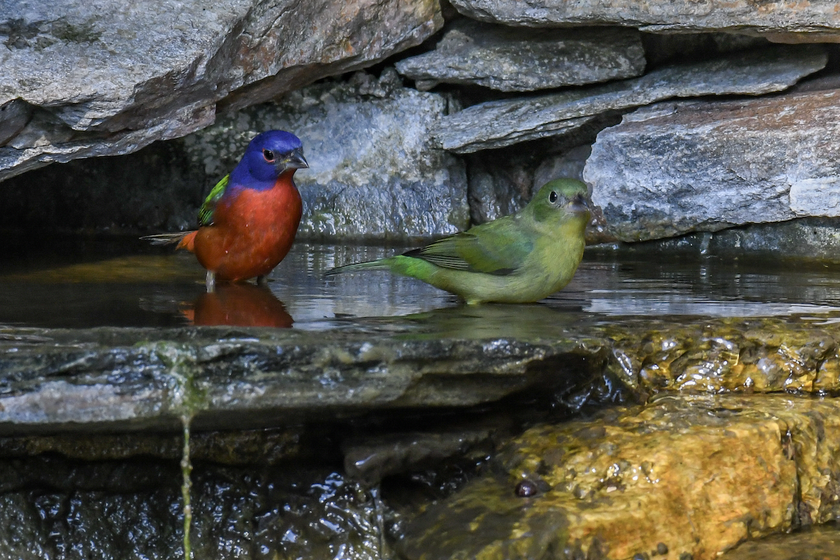 Painted Bunting - ML645741814