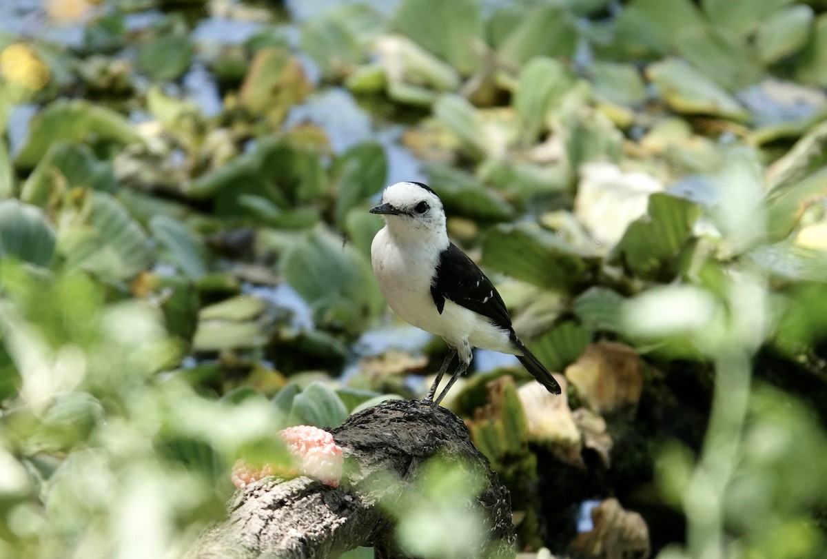 Black-backed Water-Tyrant - ML645741817