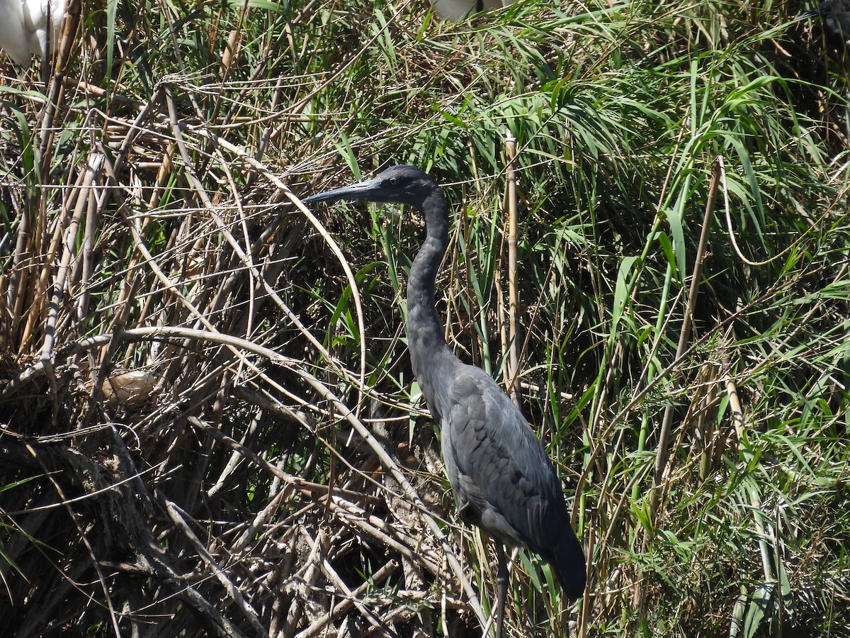 Humblot's Heron - ML645741823