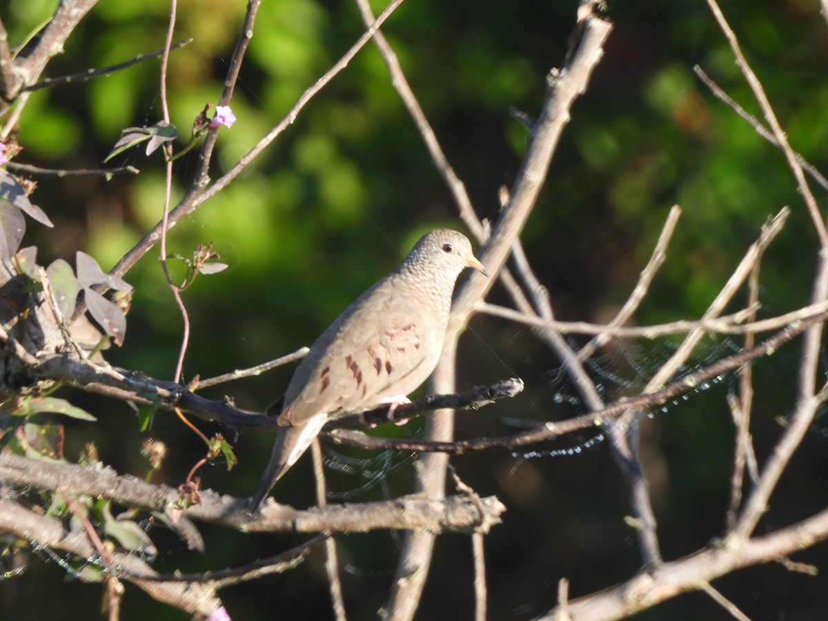 Common Ground Dove - ML645741827